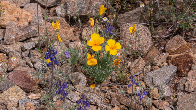 mexikanischer Goldmohn