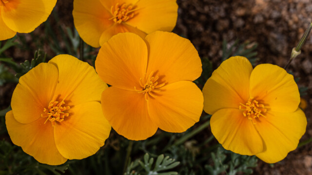 Goldmohn in verschiedenen Farbausprägungen