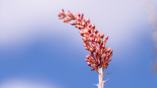 noch geschlossene Ocotillo-Blüten