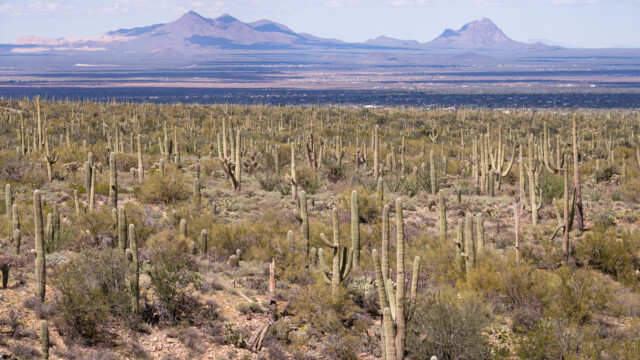 unglaublich viele Saguaro-Kakteen