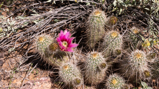 kleiner Kaktus blüht