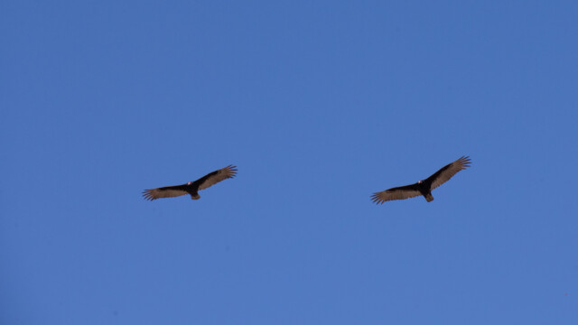 zwei Truthahngeier überfliegen uns immer wieder