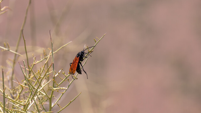 interessante Käfer auf dem Gipfel