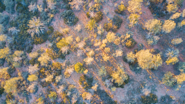 Baumspitzen von oben