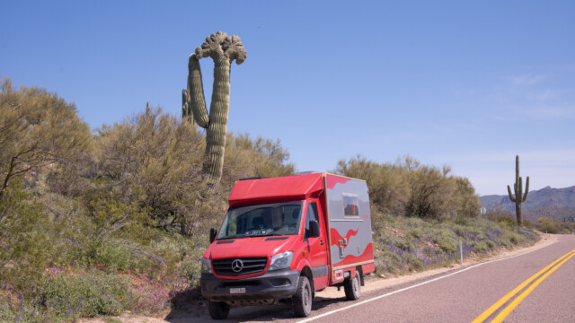 Crested Saguaro am Strassenrand