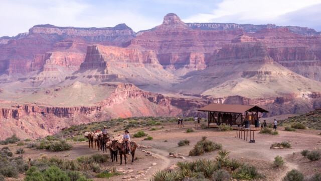Gruppe mit Maultieren