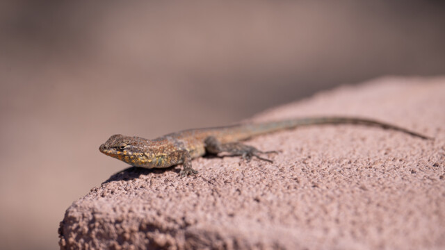 viele kleine aber leuchtende Eidechsen