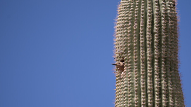 dieser ist schon fertig