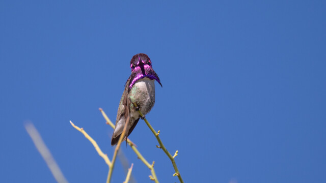 hier in voller Pracht