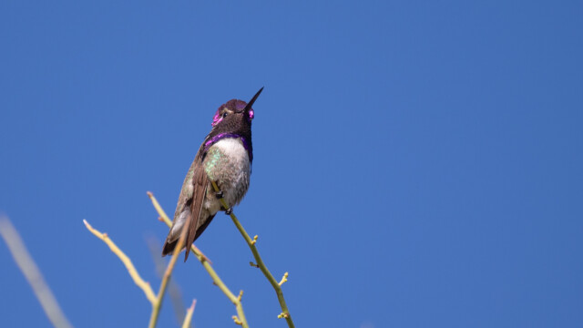 Veilchenkopf-Kolibri, je nach Sonneneinstrahlung zeigt er mehr oder weniger violett