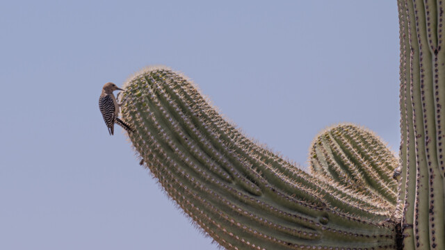 ein Specht an der Arbeit