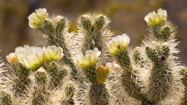 eher unscheinbare Blüten des Teddybär-Kaktus