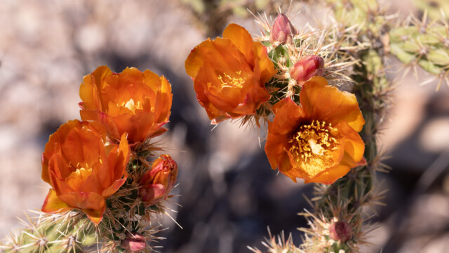 in allen Farben blühen die verschiedenen Kakteen