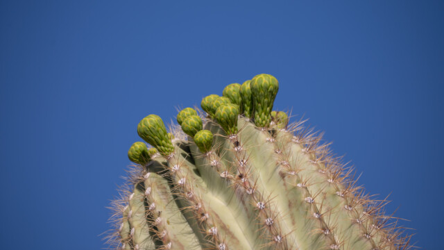 Knospen am Kopf eines Saguaros