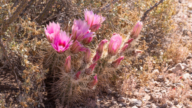 blühender Igelkaktus