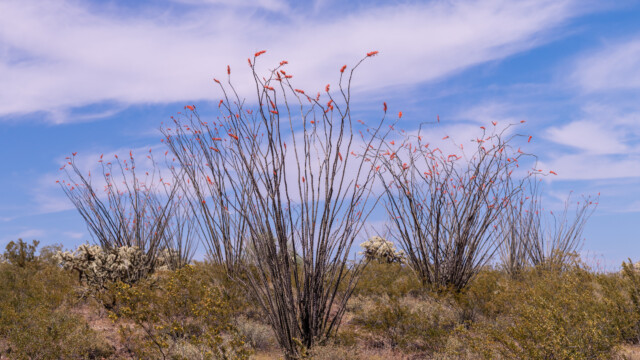 überall hat es die rotblühenden Ocotillo-Sträucher