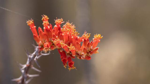 Ocotillo-Blüten...