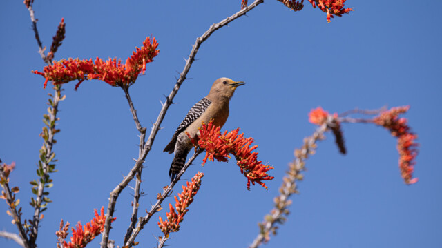 ... schmecken diesem Specht
