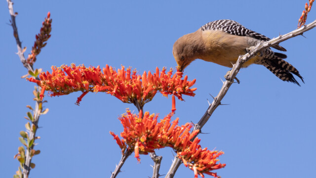 hier saugt er sich gerade den Nektar aus einem Blütenkelch