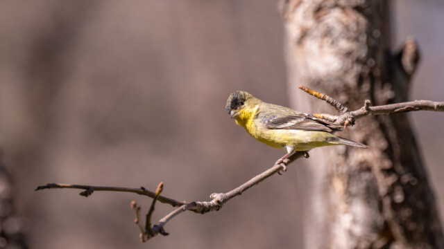 ein Mexikozeissig leuchtet schön gelb in der Sonne