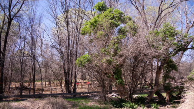 Bäume haben noch kaum Blätter und das Gras ist noch braun