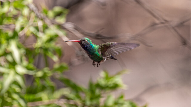 Kolibri im freien Flug