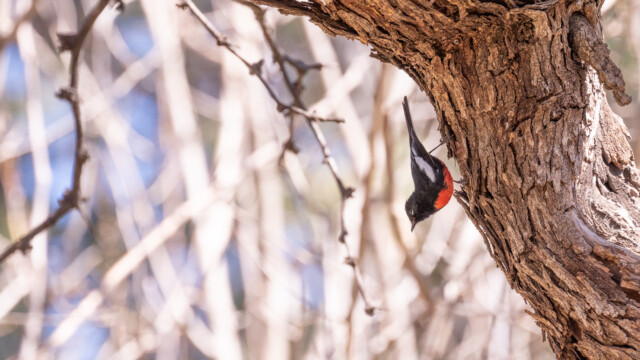 für viele Vogelbeobachter war dies der Star, Rotbrust-Waldsänger oder englisch Red-Star