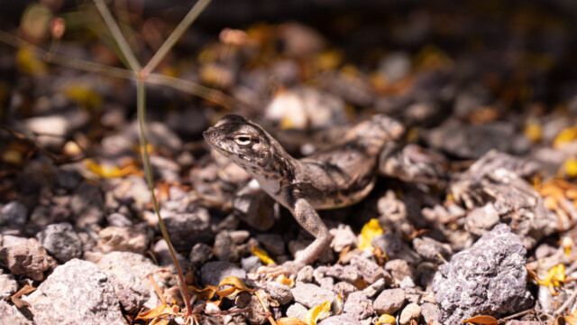viele kleine Eidechsen säumen den Weg