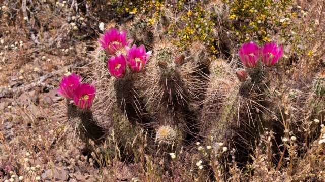 Exemplar mit dunklerer Blüte
