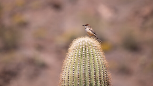 Kaktuszaunkönig auf Saguaro-Kaktus