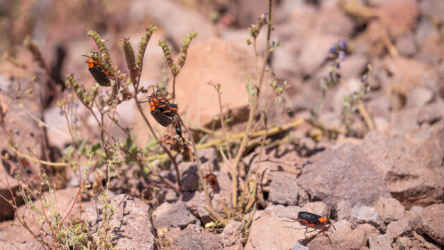 sich paarende Käfer