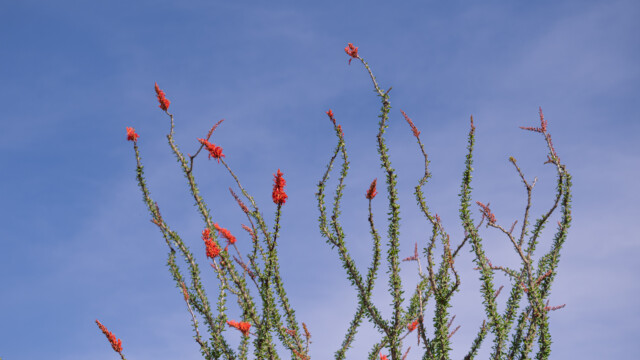 blühende Ocotillos