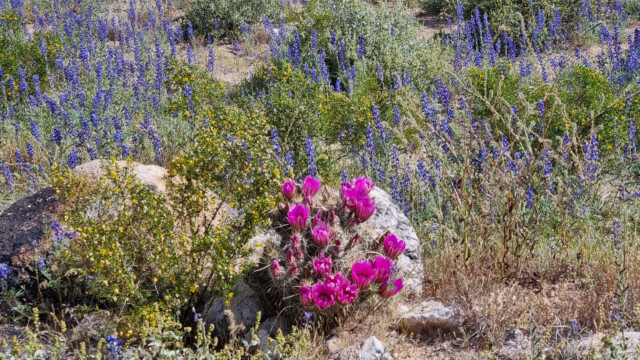 blühender Igelkaktus