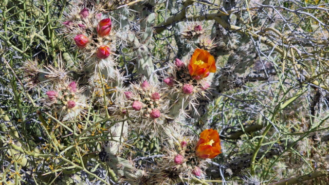 blühender Maihueniopsis-Kaktus