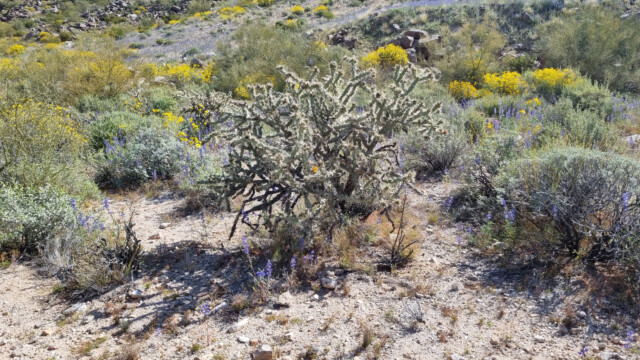 Maihueniopsis-Kaktusstrauch