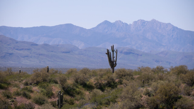 riesiger und armreicher Saguaro-Kaktus