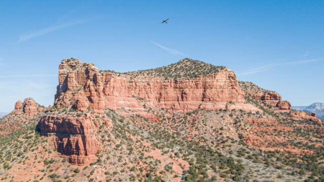 hier fliegt eine Schwalbe vor der Drohne