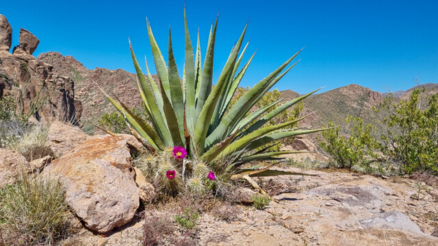 blühender Igelkaktus vor Agave