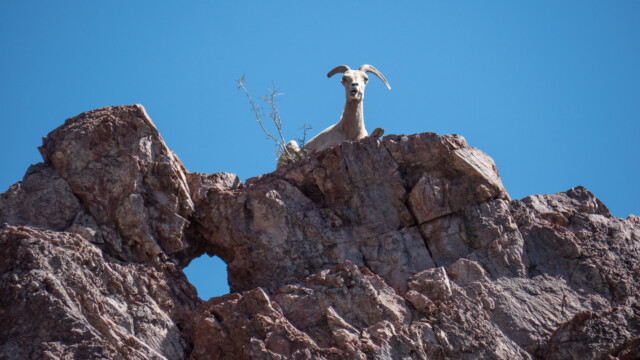 wir stehen direkt unter dem Wüstendickhornschaf