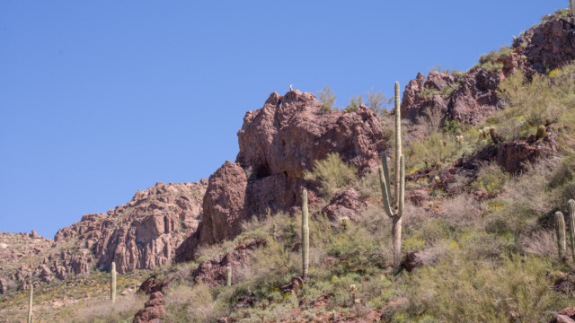 seht ihr das Wüstendickhornschaf?