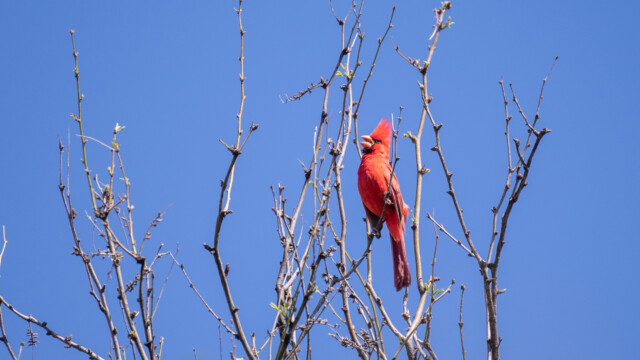 Rotkardinal am Singen