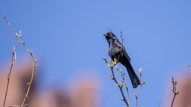 Trauerseidenschnäpper