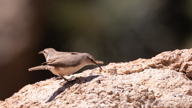 Felsenzaunkönig pickt sich einen Marienkäfer