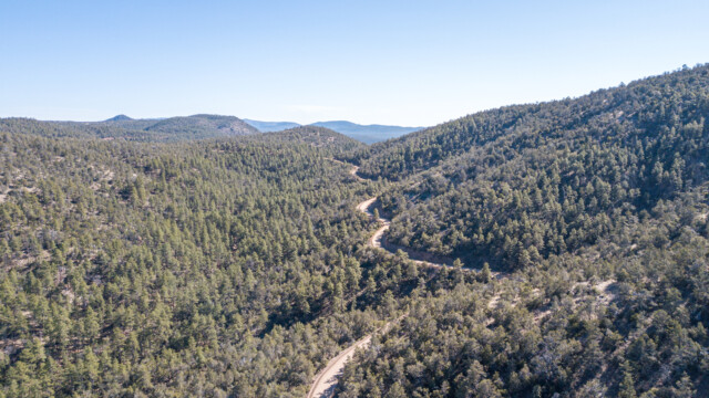 Wald soweit das Auge reicht