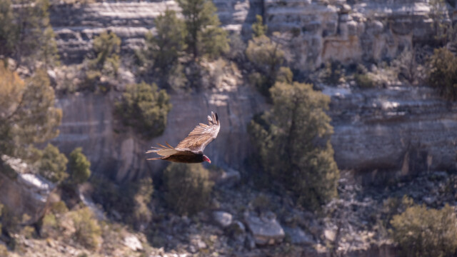 immer wieder fliegen Truthahn-Geier im Tiefflug vorbei