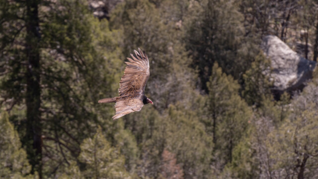 Truthahngeier sieht man selten von oben