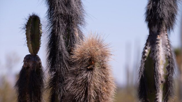 sieht aus wie ein flauschiges Fell, es sind aber alles Stacheln...