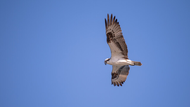 ... auf der Suche nach Beute