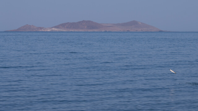 ganz klein unten rechts der Fisch