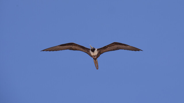 Fregattvogel in voller Pracht